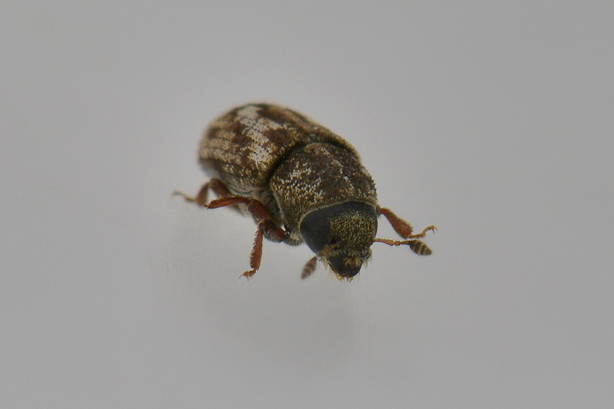 Pteleobius vittatus - Scolytidae